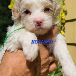 KOKOMO - Parti male Poodle puppy in Mansfield Center, Connecticut from Arrfs Poodles