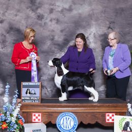 Bon Bon - English Springer Spaniel