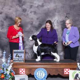 Bon Bon - English Springer Spaniel