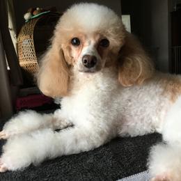 Chrissee  - Poodle
