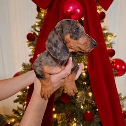 Silver dapple - Dapple male Dachshund puppy in Hesperia, California from VOM HAUSE Imperial