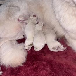 Duke - White male Berger Blanc Suisse puppy in Fort Jennings, Ohio from Von Holtzapple German shepherds