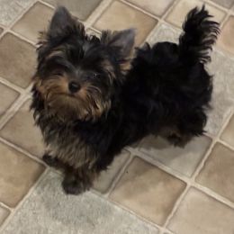 Yorkshire Terriers from Pastime’s Yorkshire Terriers