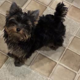 Yorkshire Terriers from Pastime’s Yorkshire Terriers