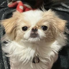stella - Japanese Chin