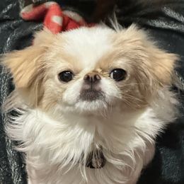 stella - Japanese Chin