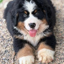 W Orange - Black rust and white male Bernese Mountain Dog puppy in Winigan, Missouri from Home Sweet Bernese