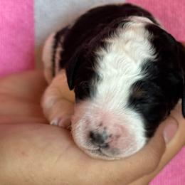 Girl 2 - Tri-color female Bernedoodle puppy in Longmont, Colorado from Colorado Miniature Bernedoodle Puppies