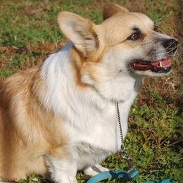 Gigi - Pembroke Welsh Corgi