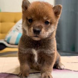 Boy 6 - Sesame male Shiba Inu puppy in Wildomar, California from Almond & Sesame