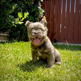 Teddy - Tricolors male French Bulldog puppy in San Diego, California from Hlop Frenchies LLC