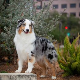 Envy - Australian Shepherd