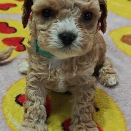 Cuddlebug - Apricot male Cavapoo puppy in Dallas, Texas from Halo's Heroes Doodles