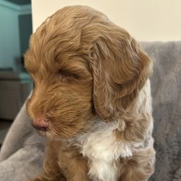 Boy 3 - Red  Goldendoodle puppy in Landis, North Carolina from Shelbys Doodle Farm