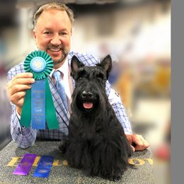Scottish Terrier All Grown Up from Kingsdale Scottish Terriers