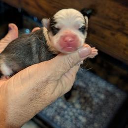 Boy 2 - Black and white male Pomsky puppy in Spring Hill, Florida from www.PuppyTimeEmporium.com