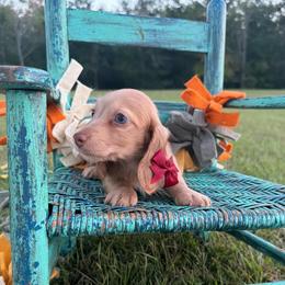 Lola - Cream female Dachshund puppy in New Albany, Mississippi from Double A. Doxies