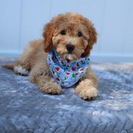 Zoey - Apricot female Goldendoodle puppy in Apopka, Florida from Rae Precious Puppies