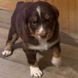 Liberty - Red tri-color female Australian Shepherd puppy in Harrah, Oklahoma from Kamm's Aussies