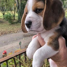 Scottie Jane - Black tan and white female Beagle puppy in Jerome, Missouri from Beam's Beagles