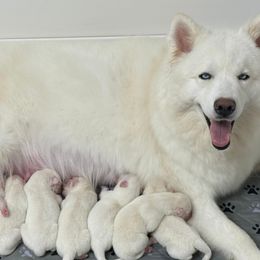 Joy - White female Siberian Husky puppy in Miami, Florida from Blue Moon Huskies