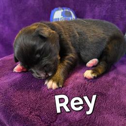 Rey - Black tri-color female Australian Shepherd puppy in Smithfield, Utah from Invictus Farms