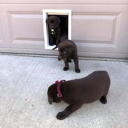 Labrador Retriever Puppies from Harvest Moon Farm