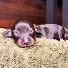Pip - Black and tan male Dachshund puppy in Washburn, Tennessee from Clinch Mountain Dachshunds