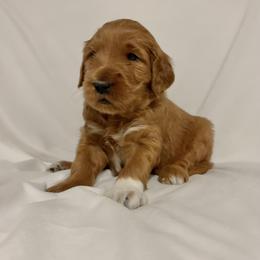Donner: Medium Goldendoodle, Male, Ready Jan 19 - Apricot male Goldendoodle puppy in Johns Island, South Carolina from Golden Doodlebugs