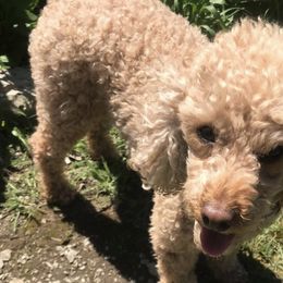 Poodles from Kootenai