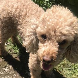Poodles from Kootenai