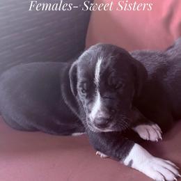 Black Mantle Tanpoint - Black and white female Great Dane puppy in Greenville, South Carolina from Allen’s Ridge Ranch