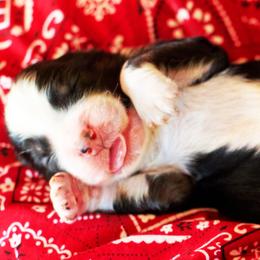 Girl 2 - female Australian Shepherd puppy in Paola, Kansas from Tiz Ranch