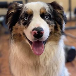 Australian Shepherds, Dachshunds, and Poodles from Jillian's Pups