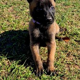 Croft's Purple - Mahogany female Belgian Malinois puppy in Berry, Alabama from North River k9