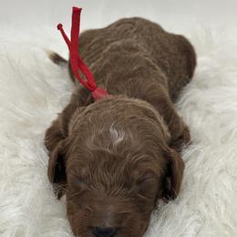 Red boy - Red  male Goldendoodle puppy in Waskom, Texas from Pearls & Curls doodles & poodles
