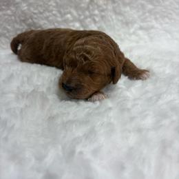 Girl 1 - Parti female Goldendoodle puppy in Wever, Iowa from JK Royal Lines