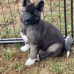 Akita Puppies from After Midnight Akitas