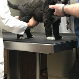 Goldendoodle and Bearded Retriever Puppies from Emma Lee Doodles