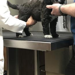 Goldendoodle and Bearded Retriever Puppies from Emma Lee Doodles