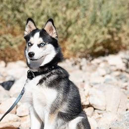 Skye - Pomsky