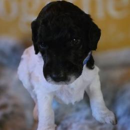Alastor - Parti male Poodle puppy in Blue Ridge, Georgia from Beltane Standard Poodles