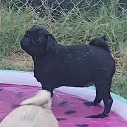 Gertie - Pug