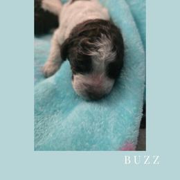 Boy 4 - Brown roan male Lagotto Romagnolo puppy in Salida, California from Harper's Lagotti