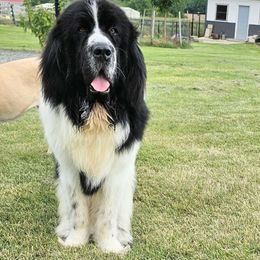 Wheeler - Newfoundland