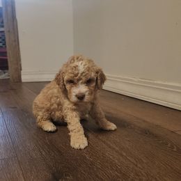 Elio - Orange male Lagotto Romagnolo puppy in Lyman, Idaho from Regal Romagnolos