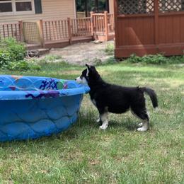 Siberian Husky Puppies from Myths and Legends Siberian Huskies