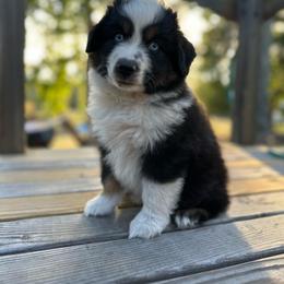 Grizzly - Black tri male Miniature Australian Shepherd puppy in Doddridge, Arkansas from Huddleston Farm