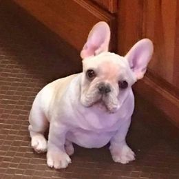 French Bulldog Puppies from Yukon Golden Retrievers and French Bulldogs