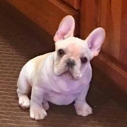 French Bulldog Puppies from Yukon Golden Retrievers and French Bulldogs
